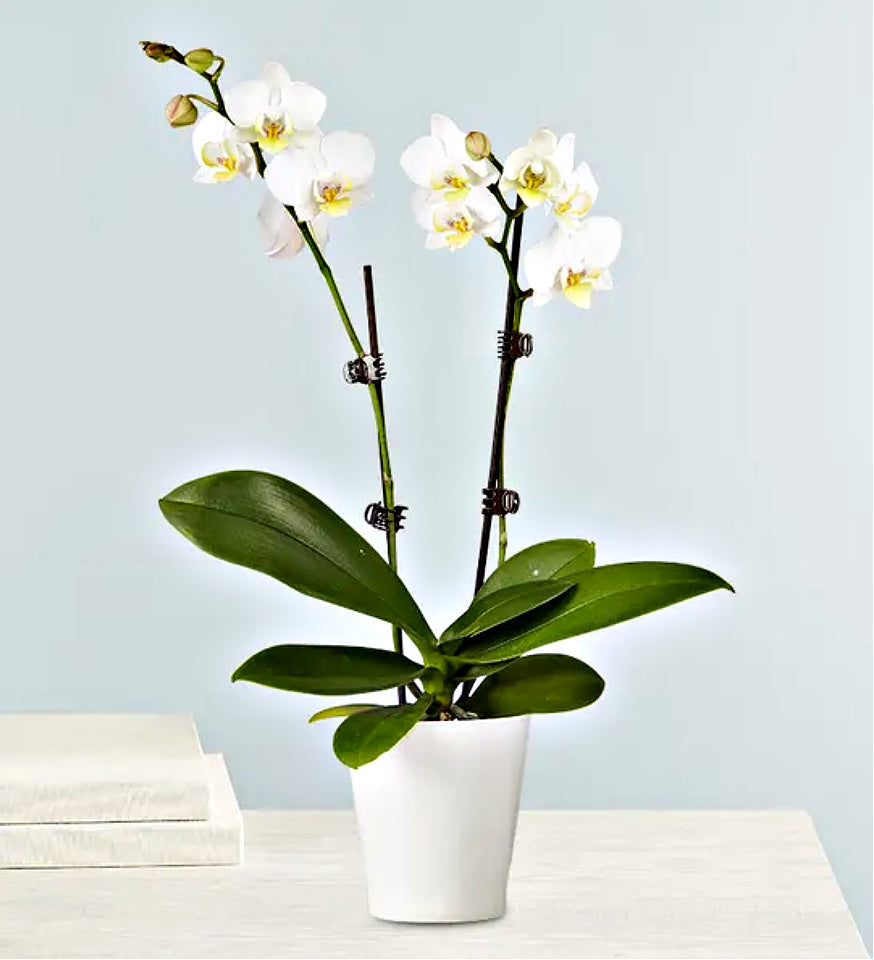 Double White Orchid Plant